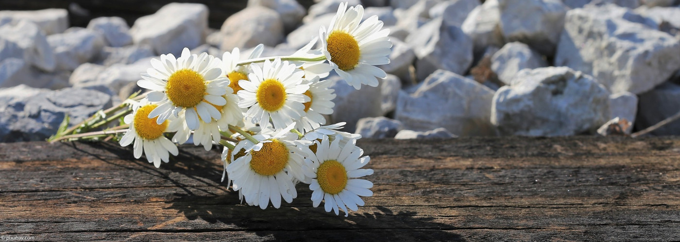 Weiße Margariten liegen auf Holz mit Steinen