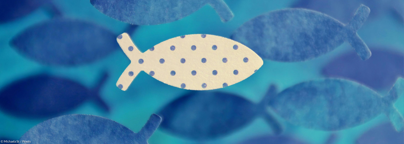 Ein weißer Fisch mit blauen Punkten schwimmt vor lauter blauen Fischen 